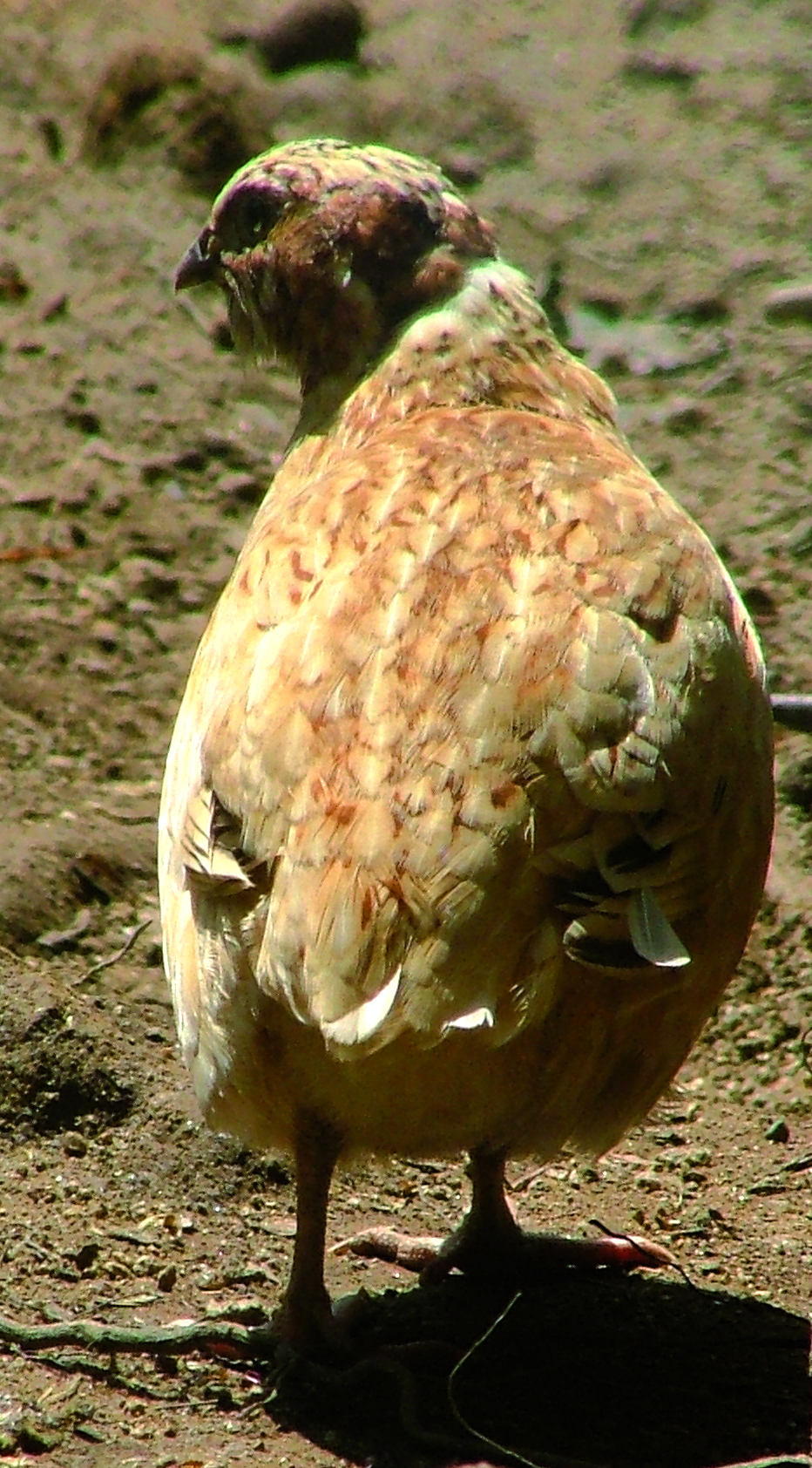 Les animaux de la mini-ferme