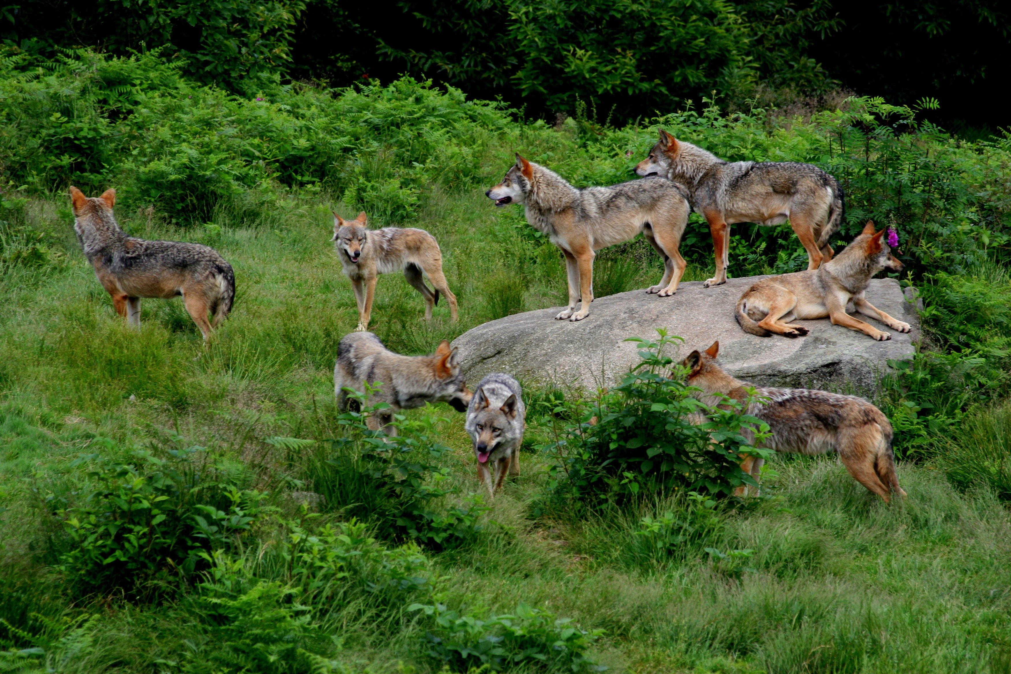 La plus grande meute de loups d'Europe