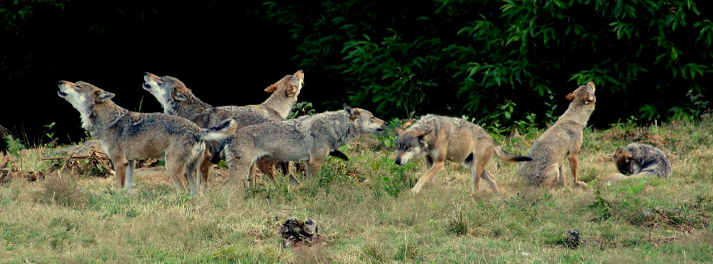 La plus grande meute de loups d'Europe