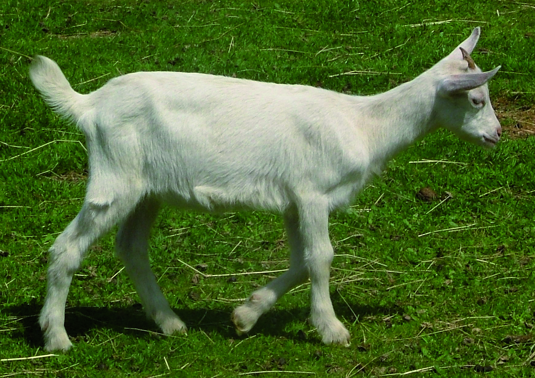 Les animaux de la mini-ferme