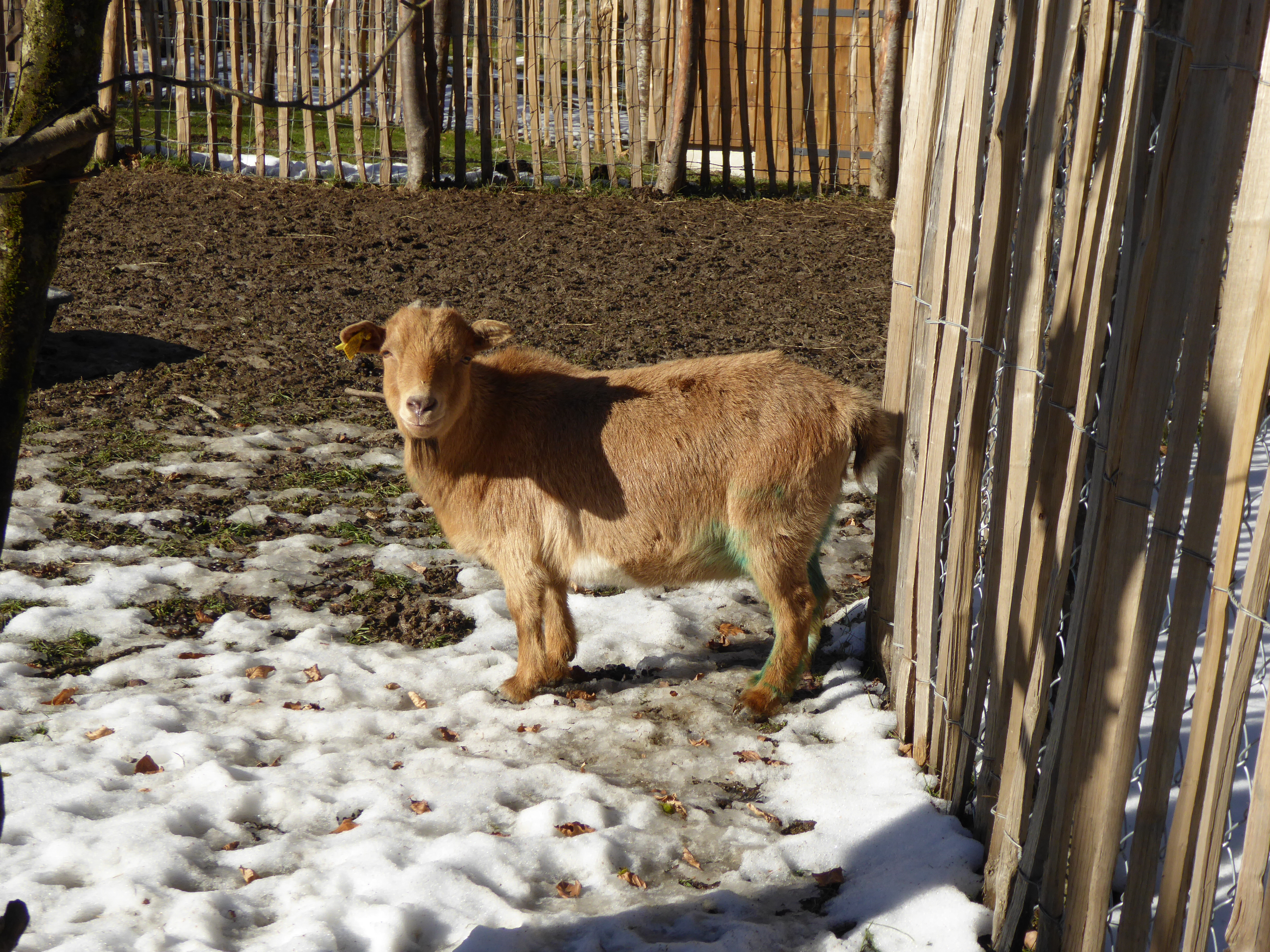 Les animaux de la mini-ferme