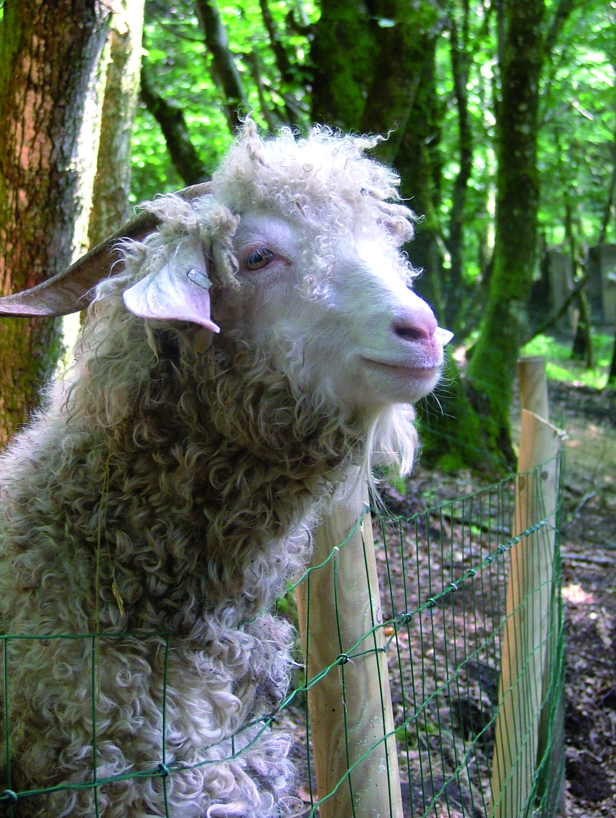 Les animaux de la Mini Ferme