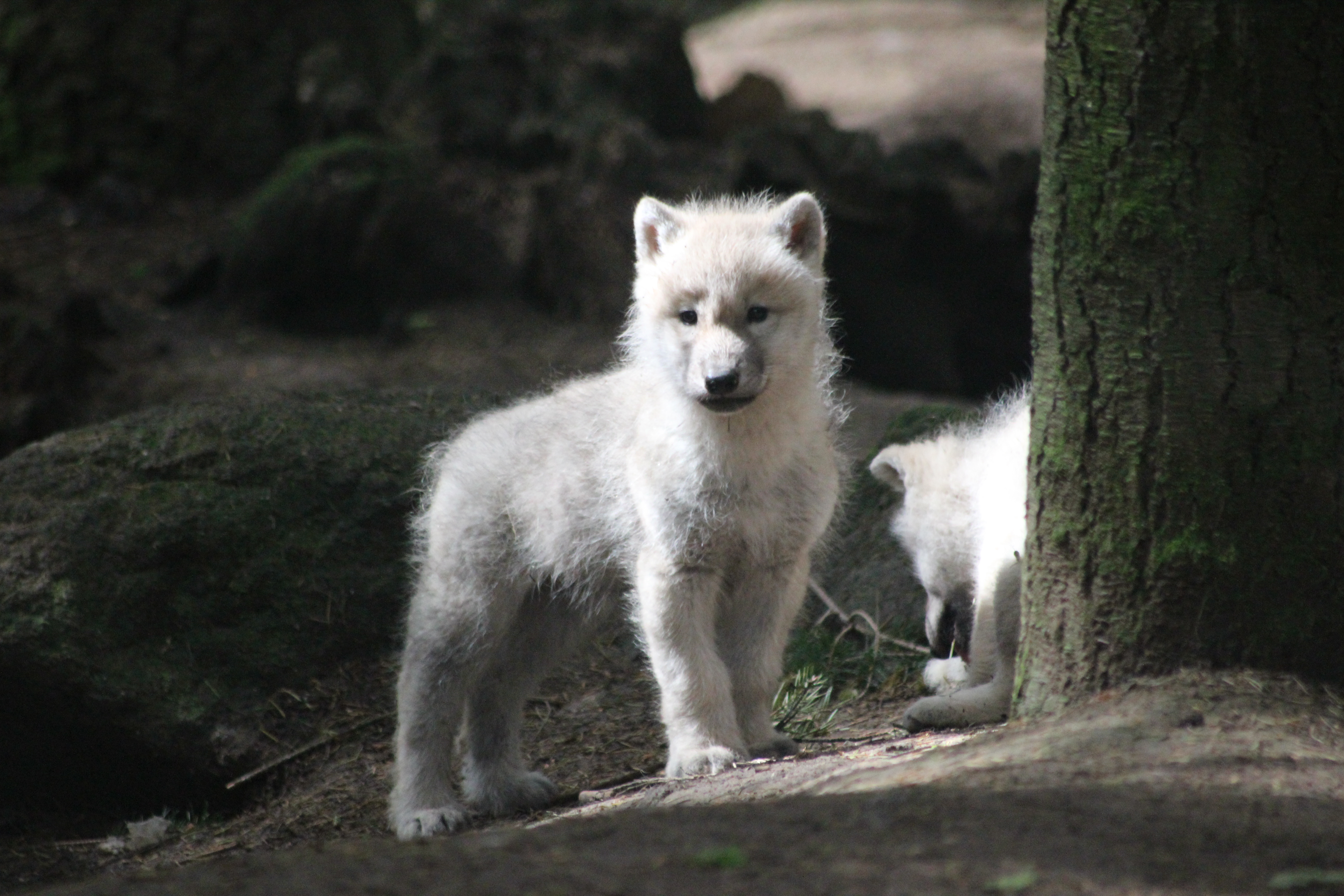 Le loup blanc arctique | Loups de Chabrières