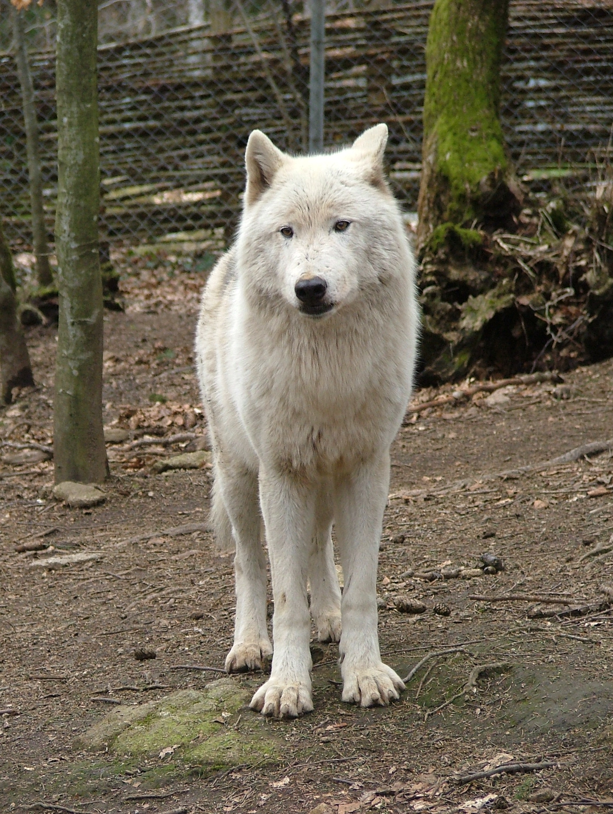 Le loup Mackenzie  Loups de Chabrières